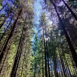 Poiana Stampei Monastery - Vatra Dornei