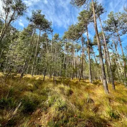 Poiana Stampei Monastery - Vatra Dornei