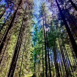 Poiana Stampei Monastery - Vatra Dornei