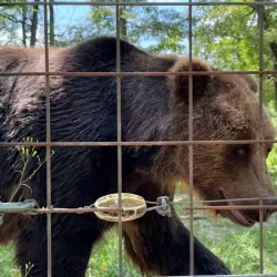 Zărnești Bear Sanctuary - Zărnești