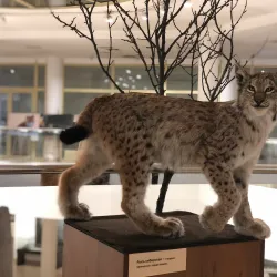 Khakass National Museum - Abaza