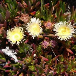 Nature Trails around Aldan - Aldan