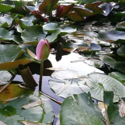 Alekseyevka Botanical Garden - Alekseyevka