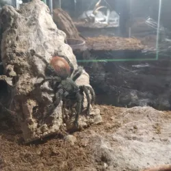 Aleysk Local History Museum - Aleysk