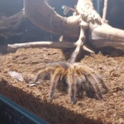 Aleysk Local History Museum - Aleysk