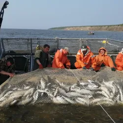 Anadyr River - Anadyr