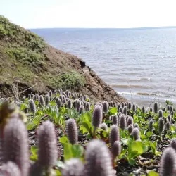 Anadyr River - Anadyr