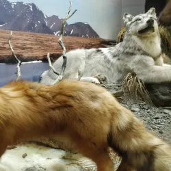 Indigenous Cultural Center - Anadyr