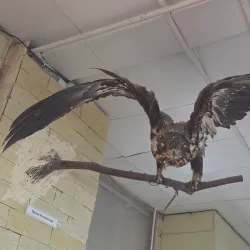 Anapa Historical Museum - Anapa