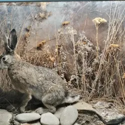 Anapa Historical Museum - Anapa