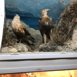 Anapa Historical Museum - Anapa