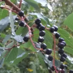 Apatity City Park - Apatity