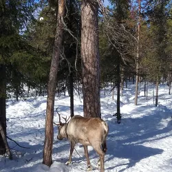 Sami Cultural Center - Apatity