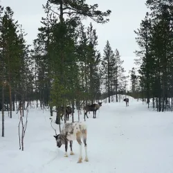 Sami Cultural Center - Apatity