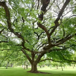 City Botanical Garden - Armavir