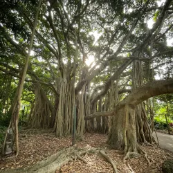 City Botanical Garden - Armavir