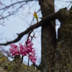 Victory Park - Armavir