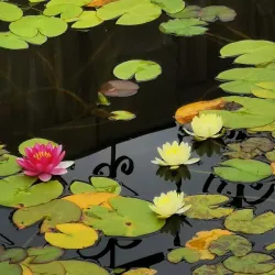 Arsen'yev Botanical Garden - Arsen'yev