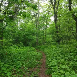 Arsen'yev Botanical Garden - Arsen'yev