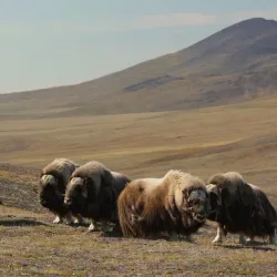 Vostochny State Nature Biosphere Reserve - Arsen'yev