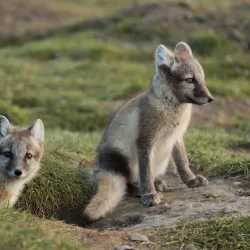 Vostochny State Nature Biosphere Reserve - Arsen'yev