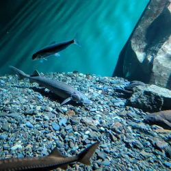 Bakal Local History Museum - Bakal