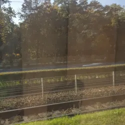 Local Forest Trails - Bakal