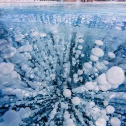 Local Forest Trails - Bakal