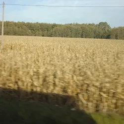 Local Forest Trails - Bakal