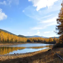 Local Forest Trails - Bakal