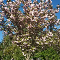 Belgorod Central Park - Belgorod