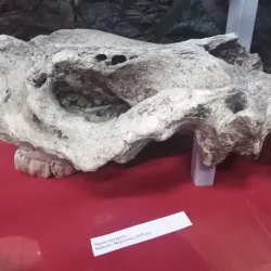 Bratsk Museum of Local Lore - Bratsk