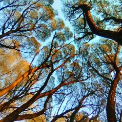 Siberian Botanical Garden (Bratsk Branch) - Bratsk