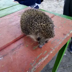 Bryansk Drama Theater - Bryansk