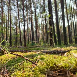 Bryansk Forest Nature Reserve - Bryansk