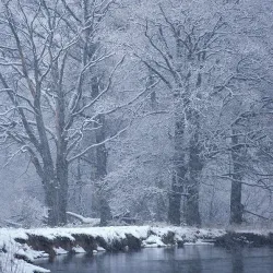 Bryansk Forest Nature Reserve - Bryansk