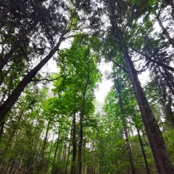 Bryansk Forest Nature Reserve - Bryansk