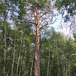 Buzuluk Central Park - Buzuluk