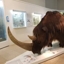 Chelyabinsk Regional Museum - Chelyabinsk