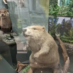 Chelyabinsk Regional Museum - Chelyabinsk