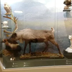 Chelyabinsk Regional Museum - Chelyabinsk