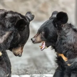 Chelyabinsk Zoo - Chelyabinsk