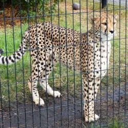 Chelyabinsk Zoo - Chelyabinsk