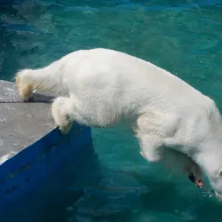 Chelyabinsk Zoo - Chelyabinsk