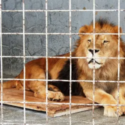 Chelyabinsk Zoo - Chelyabinsk