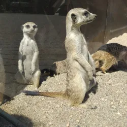 Chelyabinsk Zoo - Chelyabinsk