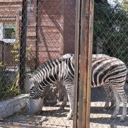 Chelyabinsk Zoo - Chelyabinsk