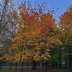 Cherepovets City Park - Cherepovets