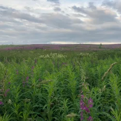 Sheksna River Embankment - Cherepovets