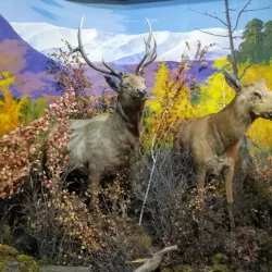 Chita Regional Museum - Chita